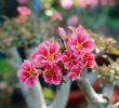 Amazon Salon Jardin Beau ÐÐ¸Ð½ Ð¾Ñ Ð¿Ð¾Ð ÑÐ·Ð¾Ð²Ð°ÑÐµÐ Ñ ÐÐ¾ÑÐ¾Ð´Ð¸Ð½ ÐÐ°ÑÐ¸Ð Ð¸Ð¹ Ð½Ð° Ð´Ð¾ÑÐºÐµ Adenium