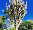 Article De Jardin Beau Jard­n Botánico Santa Cruz De La Sierra Bolivia