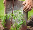 Detente Et Jardin Inspirant Ment Planter Les tomates En 6 étapes