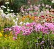 Detente Et Jardin Luxe Quelle Plante Pour Une Bordure De Terrasse