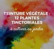 Fabriquer Salon De Jardin Frais 12 Plantes Tinctoriales Pour Teintures Végétales