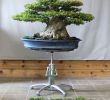 Groupon Salon De Jardin Inspirant No Bonsai are too Big for Green T – Free $50 Coupon with