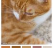 Idee Palette Nouveau Color Palette Nature Color Palettes Pinterest