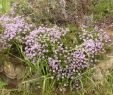 Mange Debout Exterieur Beau Le Jardin De L Abbaye