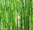 Salin De Jardin Luxe Prªle Equisetum Plantation Culture Et Entretien