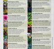 Salon De Jardin Romantique Best Of Liste Des Plantes Résistantes Au Froid D Automne