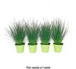 Truffaut Salon De Jardin Luxe Juncus Pencil Grass Pot 0 65l