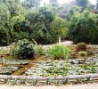 Agapanthe Jardin Beau orto Botanico Di Palermo