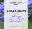 Agapanthe Jardin Beau tout Ce Que Vous Avez toujours Voulu Savoir Sur Les