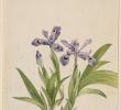 Agapanthe Jardin Frais Omnia Iris