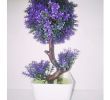 Agapanthe Jardin Inspirant Bonsai Flowering Plants Indoor