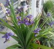 Agapanthe Jardin Inspirant Giant Walking Iris In A Clay Pot On My Front Porch