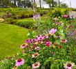 Agapanthe Jardin Luxe Fleurs Fruits Légumes Jardins Déco