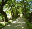 Agapanthe Jardin Nouveau orto Botanico Di Palermo