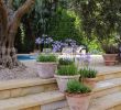 Agapanthe Jardin Nouveau these Terracotta Pots Of Agapanthus Add so Much to these