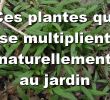 Aménager son Jardin Pas Cher Unique Aménagement D Une Terrasse Parisienne Plantiste épisode