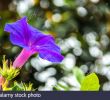 Apanages Jardin Best Of Planta Stock S & Planta Stock Page 4 Alamy