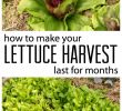 Astuce Jardin Unique How to Harvest Lettuce and Extend Your Crop by Months