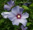 Au Jardin Fleuri Beau Hibiscus Syriacus — Wikipédia