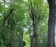 Au Jardin Génial Parc Des Hauteurs