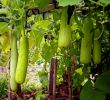 Au Jardin Unique A Pu Découvrir Quelques Légumes Exotiques Au Jardin