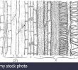 Blatte De Jardin Frais Xylem and Phloem Stock S & Xylem and Phloem Stock