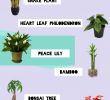 Blog Jardin Charmant top 10 Oxygen Producing Houseplants