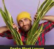 Cap Jardin Charmant Snake Plant Leaves Falling Over Causes & Prevention