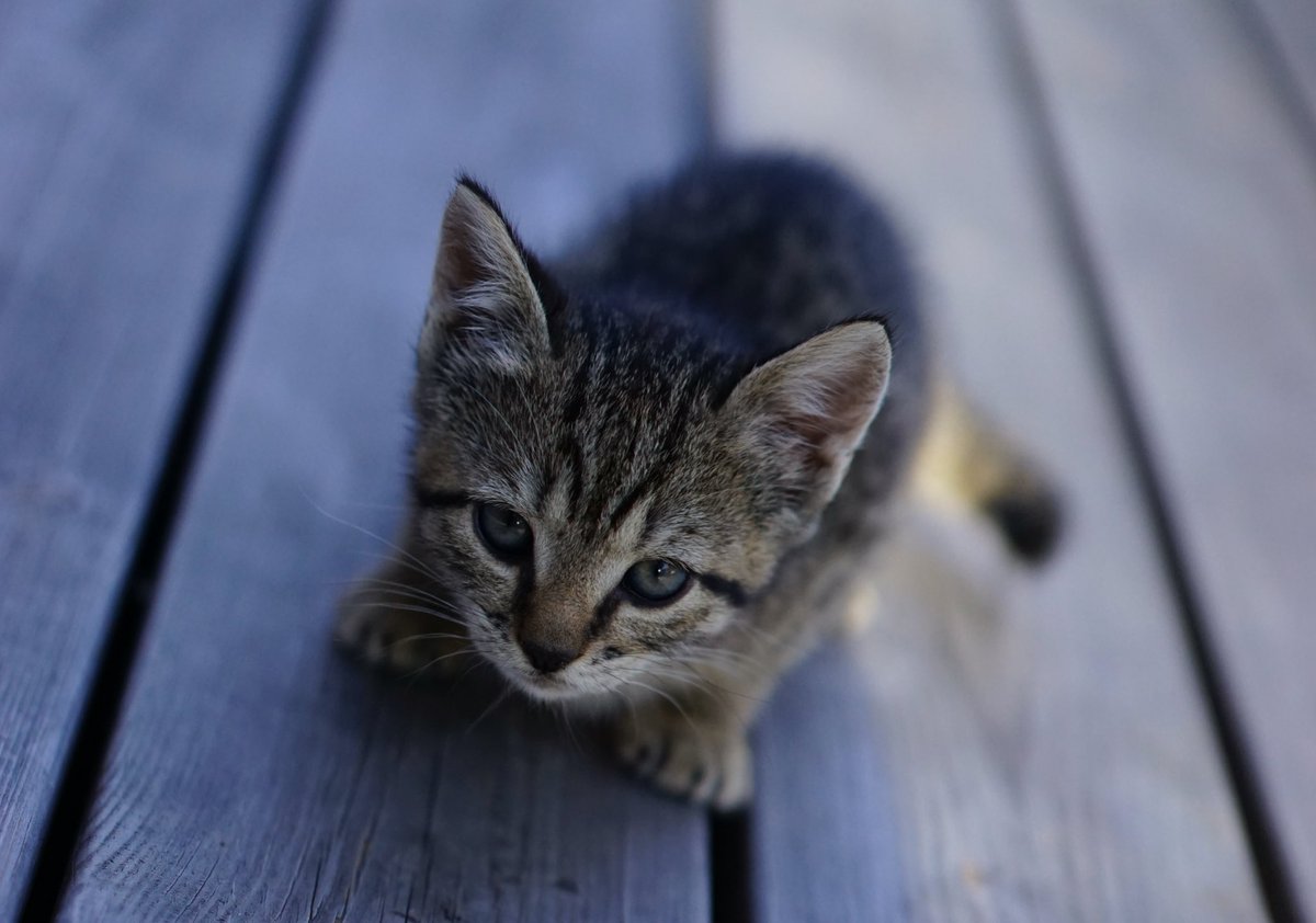 Chaton A Donner Strasbourg Beau UÅ¾ivatel Estelle Segura Na Twitteru „si Vous ªtes Vers