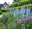 Cherche Personne Pour Travaux Jardin Best Of Delphinium Ou Pied D Alouette Culture Et Entretien