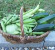 Commencer Un Jardin En Permaculture Beau Exemple D Un Panier De Récolte