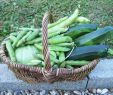 Commencer Un Jardin En Permaculture Beau Exemple D Un Panier De Récolte