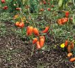 Commencer Un Jardin En Permaculture Best Of Le Potager Bioinspiré Un Jardin Nourricier En Permaculture