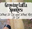 Commencer Un Jardin En Permaculture Charmant Growing Luffa Sponges What to Do and What Not to Do