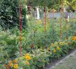 Commencer Un Jardin En Permaculture Élégant Ment associer Les Cultures Au Potager