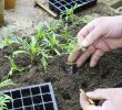 Comment Jardiner Avec La Lune Génial Cosmos Fleur Semis Et Plantation Facile En 3 étapes