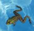 Crapaud Dans Le Jardin Signification Élégant Des Grenouilles Dans Votre Piscine Ment Les Faire Fuir