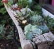 Creation Jardin Charmant 27 Marvelous Captivating Backyard Succulent Plants Garden