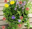 Creation Jardin Inspirant Mosquito Repelling Container Garden Recipe This Recipe Was