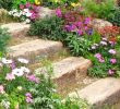 Créer Un Jardin Paysager Génial Flowery Rockery Tajomstvá ºspeÅ¡nej Alpskej Záhrady V 70