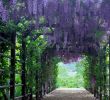 Créer Un Mini Jardin De Plantes Grasses Inspirant 50 Best Espalier Images