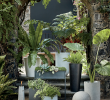 Créer Un Mini Jardin De Plantes Grasses Luxe 1104 Best Tropical Gardens Images In 2020