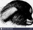 Enterrer Un Animal Dans son Jardin Beau Bii Black and White Stock S & Page 2 Alamy