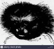 Enterrer Un Animal Dans son Jardin Best Of Bii Black and White Stock S & Page 2 Alamy