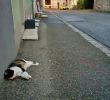 Enterrer Un Animal Dans son Jardin Génial Altkirch