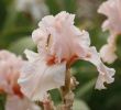 Fleurs Du Jardin Génial L Iris L élégance Au Jardin