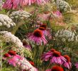 Fleurs Du Jardin Nouveau Les Plus Belles Photos De Jardin Du Concours Igpoty