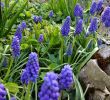 Fleurs Du Jardin Unique Muscaris Du Jardin ðð¿