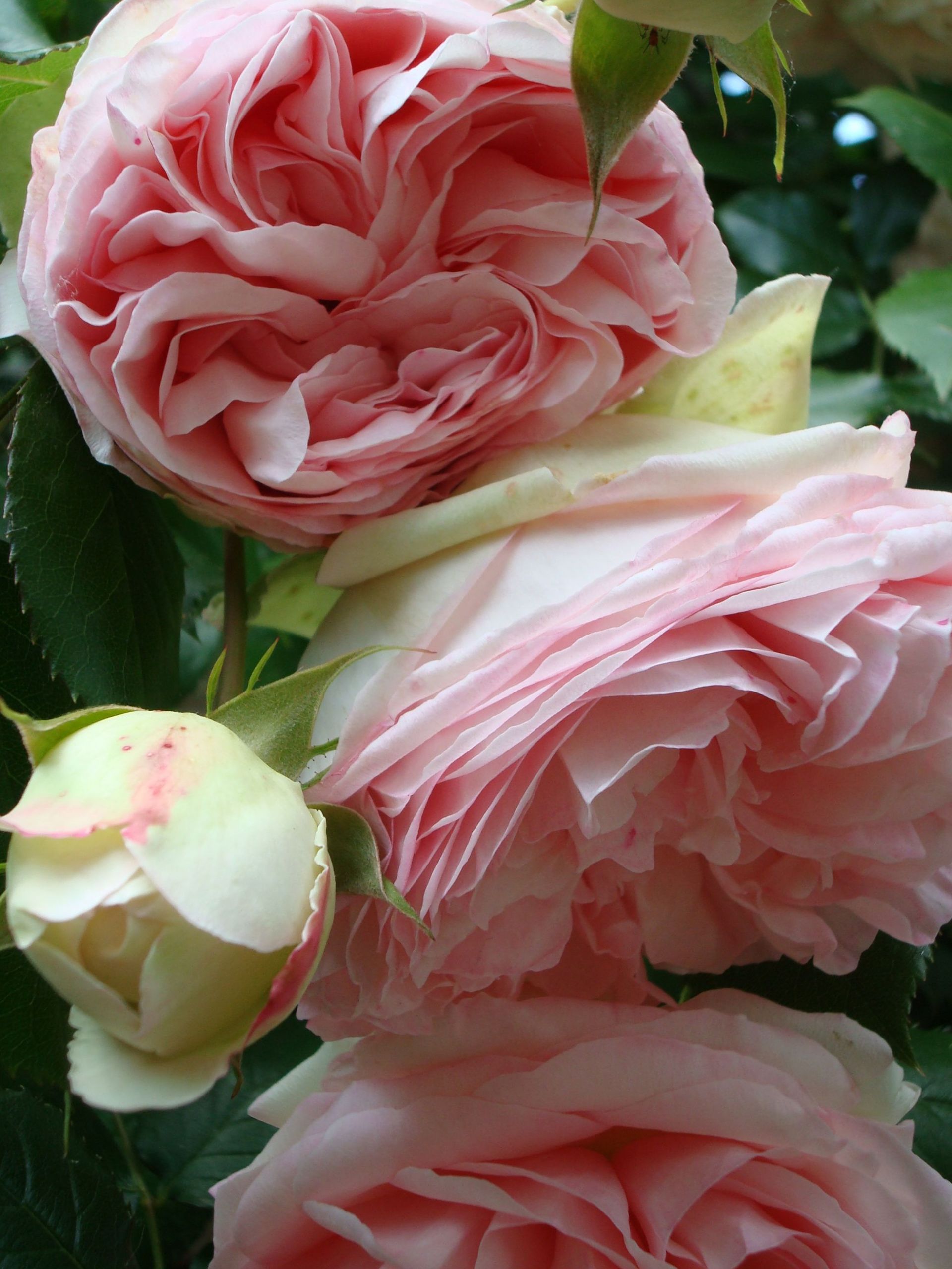 Grosse Pierre Pour Jardin Nouveau Les Roses De Mon Jardin