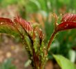 Insectes Du Jardin Frais Puceron Vert Du Rosier — Wikipédia